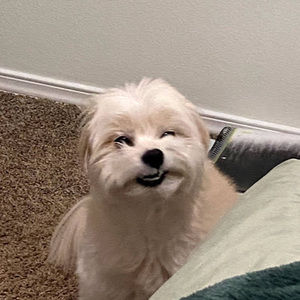 Meet your Posher, Justine